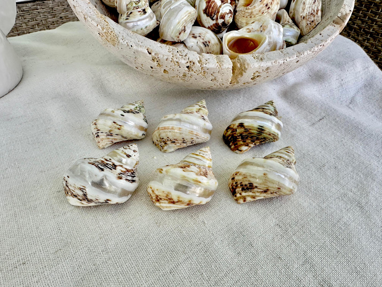 1.5-2" Shells Set of 3 Polished Banded Goldmouth Turbo Seashells Opening .75-1" Display Home Nautical Natural Décor Hermit Crab