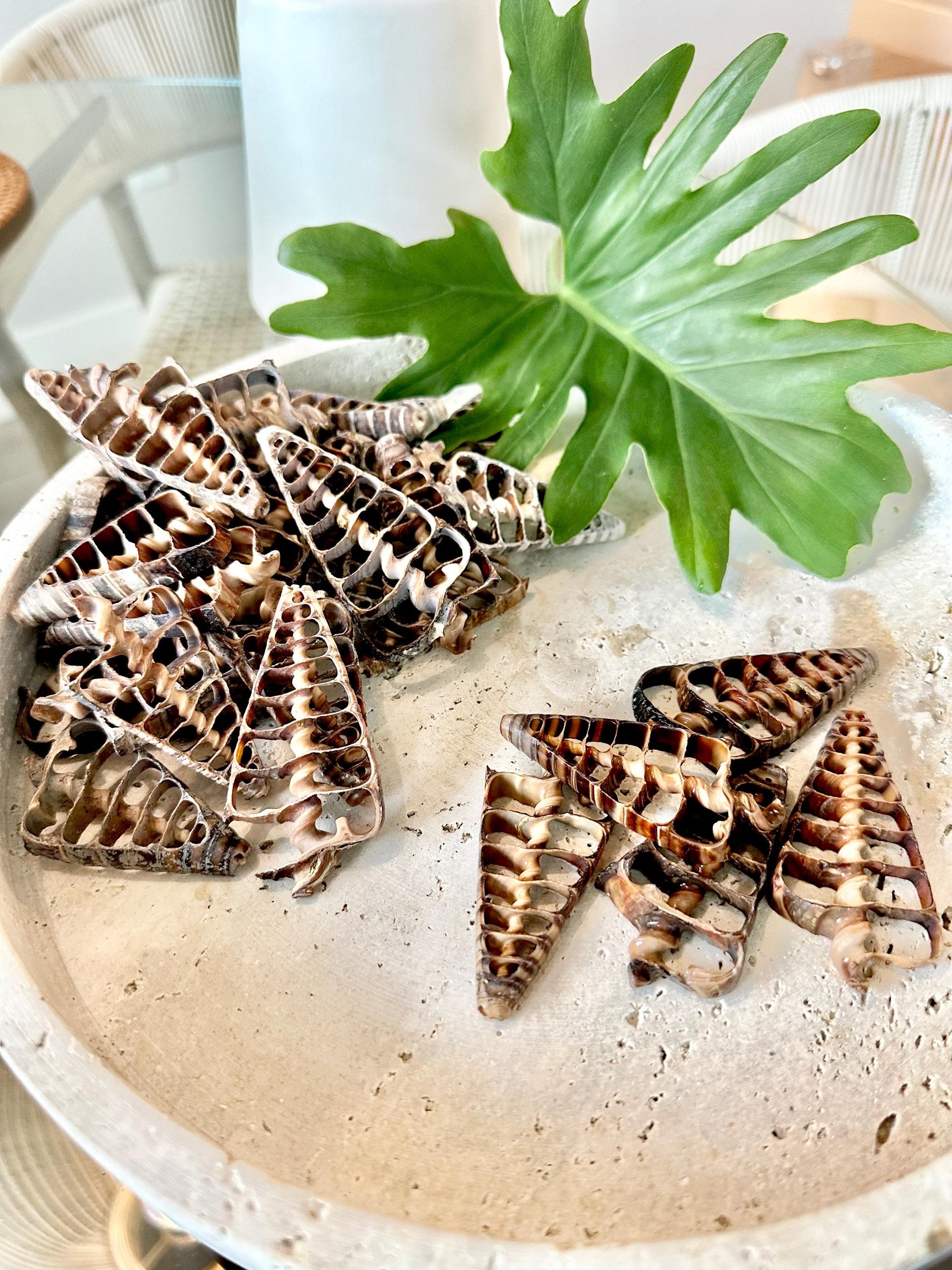 AUGER CENTER SLICES Cut Shells *You Choose Quantity* Christmas Tree Shaped 2.5-3" Telescope Center Cut Natural Brown Small Craft Shells