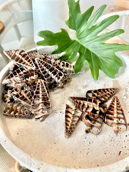 AUGER CENTER SLICES Cut Shells *You Choose Quantity* Christmas Tree Shaped 2.5-3" Telescope Center Cut Natural Brown Small Craft Shells