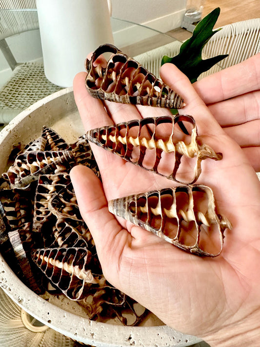 AUGER CENTER SLICES Cut Shells *You Choose Quantity* Christmas Tree Shaped 2.5-3" Telescope Center Cut Natural Brown Small Craft Shells