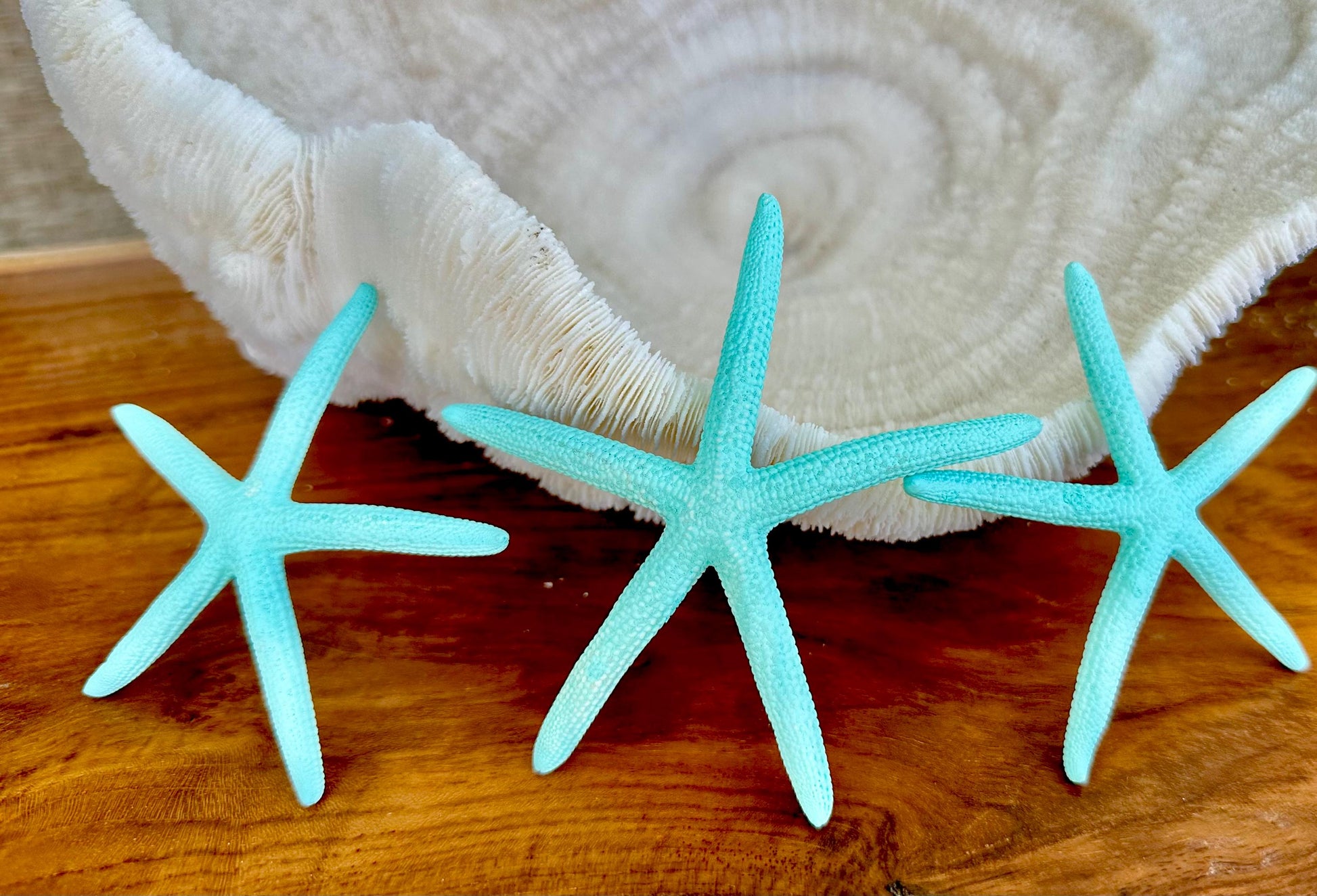 Painted Pencil Starfish 3-6" *You Pick Quantity* Seafoam Green & Light Blue, Coastal Decor
