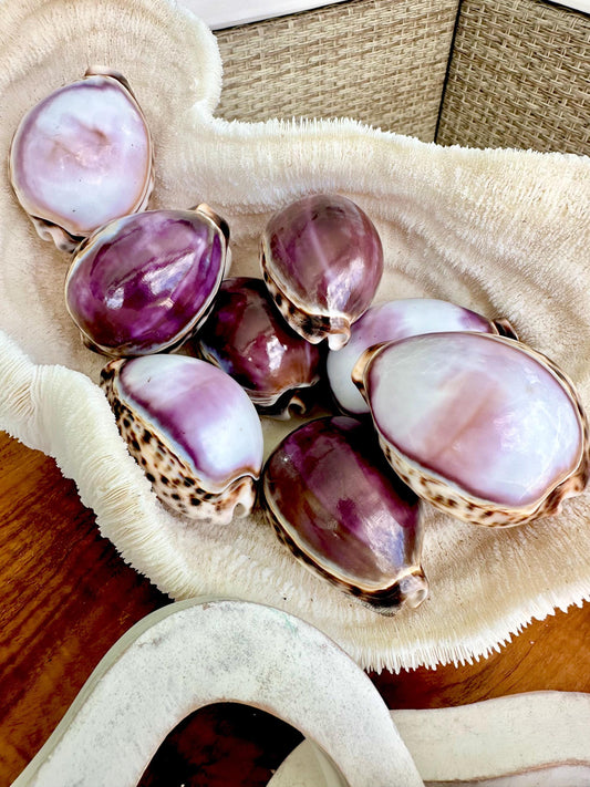 HUGE COWRIE SHELLS 3" *Purple or White* Natural Display Seashell Tiger Cowry