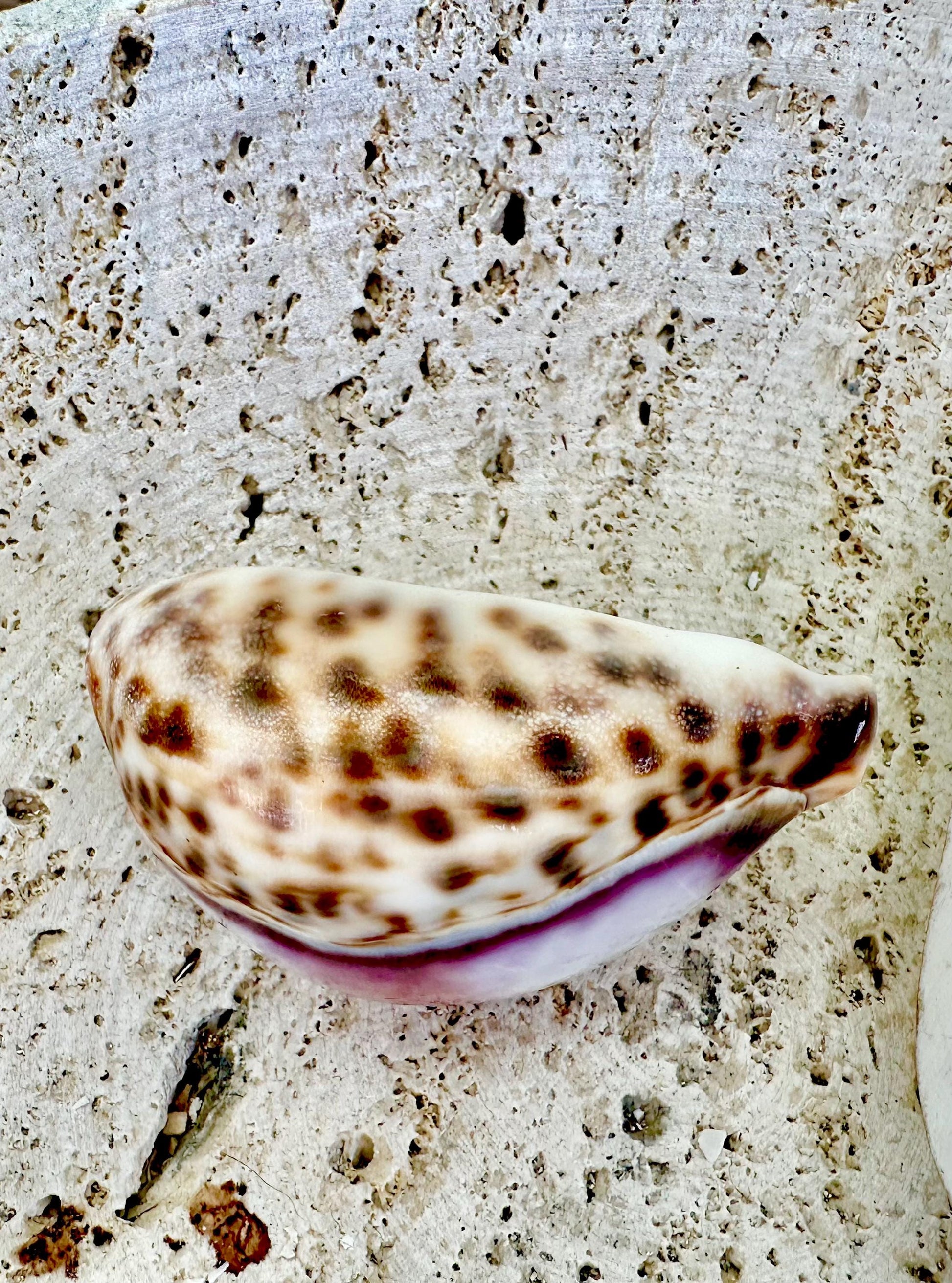 Big 3" Cowrie Shell White or Purple Top Tiger Cowry Spotted Display Shell Seashell Home Beach Nautical Coastal Crafts Art Décor