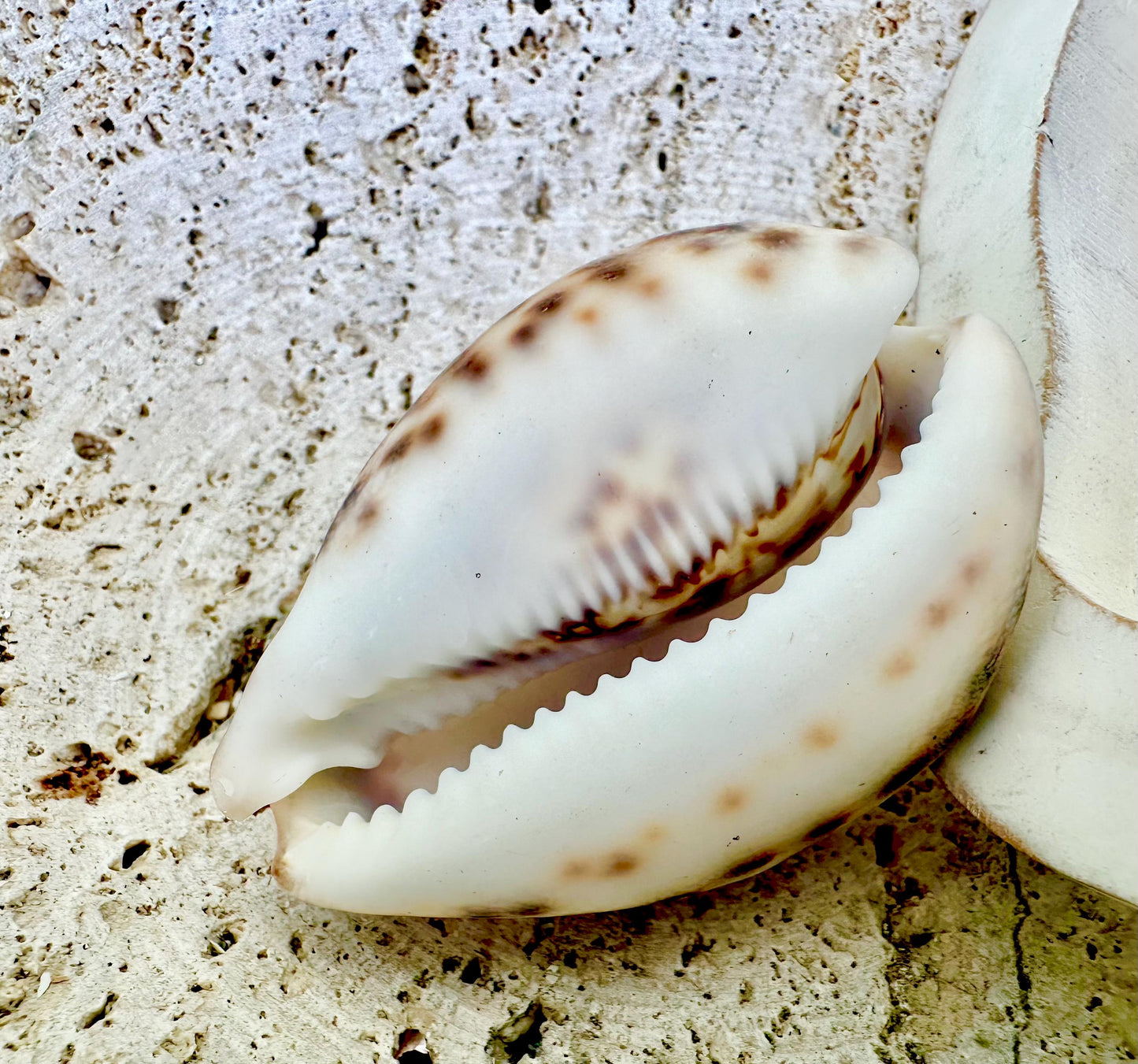 Big 3" Cowrie Shell White or Purple Top Tiger Cowry Spotted Display Shell Seashell Home Beach Nautical Coastal Crafts Art Décor
