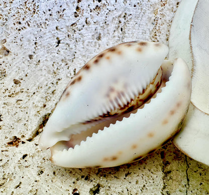 Big 3" Cowrie Shell White or Purple Top Tiger Cowry Spotted Display Shell Seashell Home Beach Nautical Coastal Crafts Art Décor
