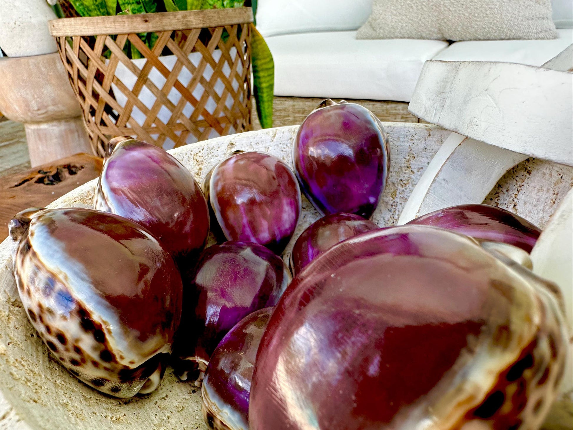 Big 3" Cowrie Shell White or Purple Top Tiger Cowry Spotted Display Shell Seashell Home Beach Nautical Coastal Crafts Art Décor