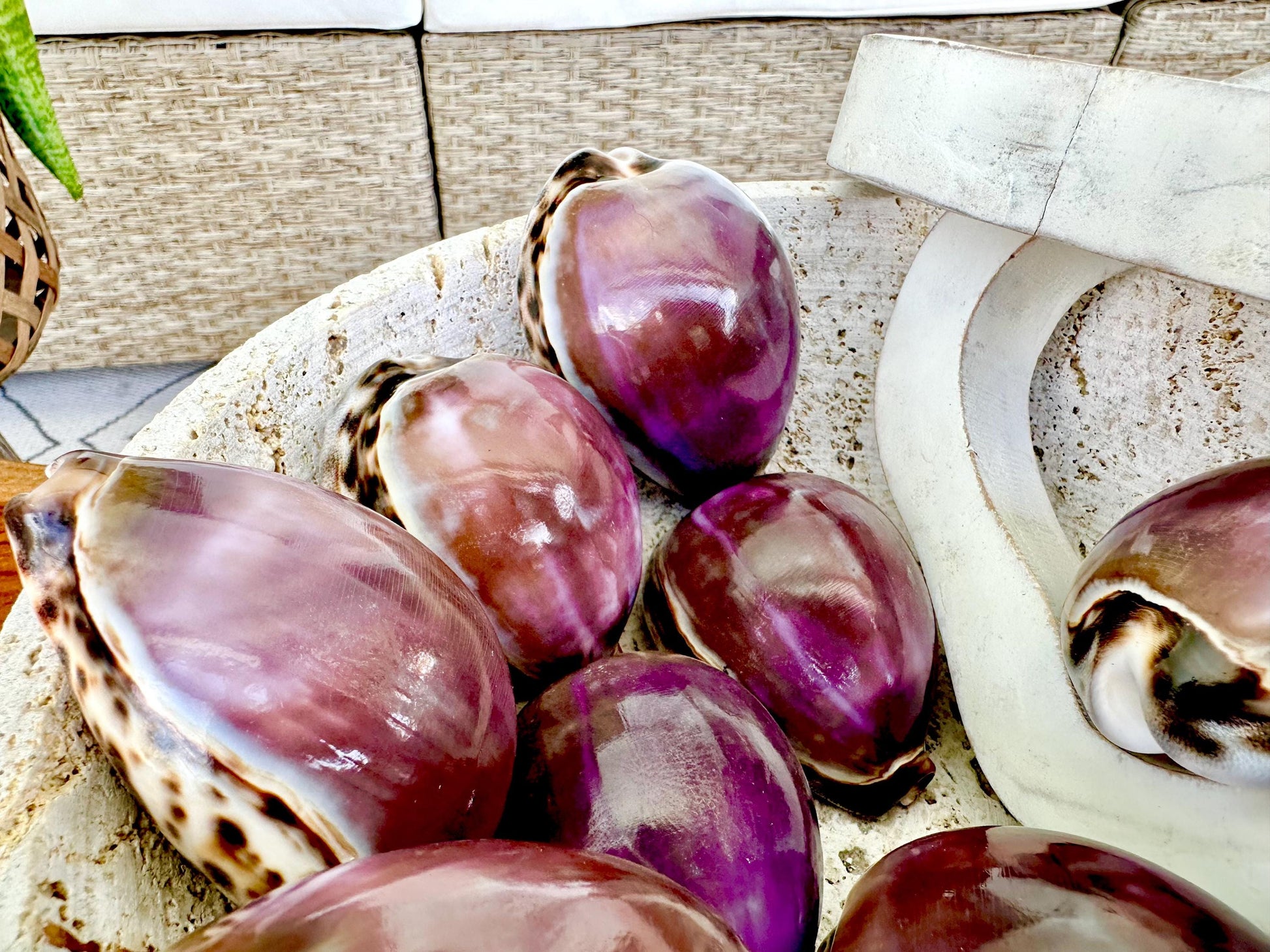 Big 3" Cowrie Shell White or Purple Top Tiger Cowry Spotted Display Shell Seashell Home Beach Nautical Coastal Crafts Art Décor