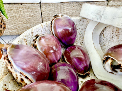 Big 3" Cowrie Shell White or Purple Top Tiger Cowry Spotted Display Shell Seashell Home Beach Nautical Coastal Crafts Art Décor