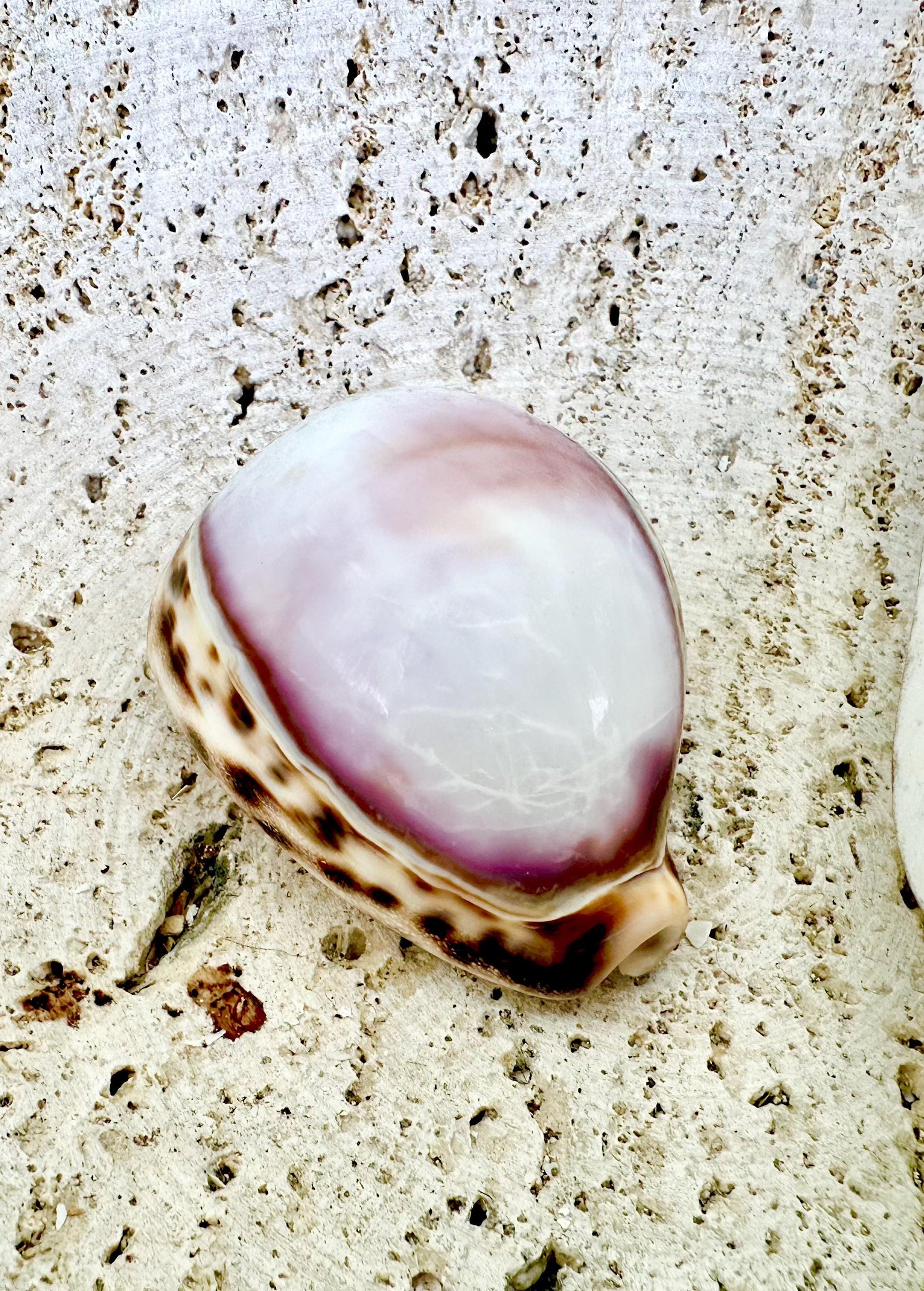 Big 3" Cowrie Shell White or Purple Top Tiger Cowry Spotted Display Shell Seashell Home Beach Nautical Coastal Crafts Art Décor