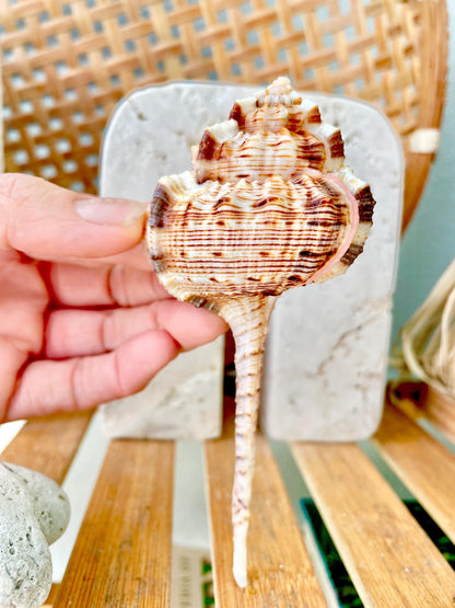 Pink Snipes Bill Murex Seashells 2-6" *You Choose Size*Coastal Décor Crafts