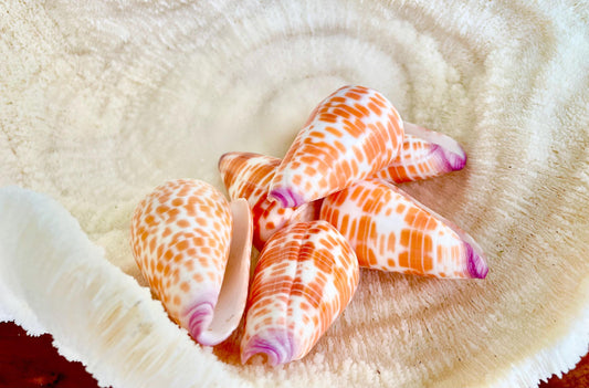 PURPLE TIP CONE Shells 2-2.25" Orange White Spots Display Seashell