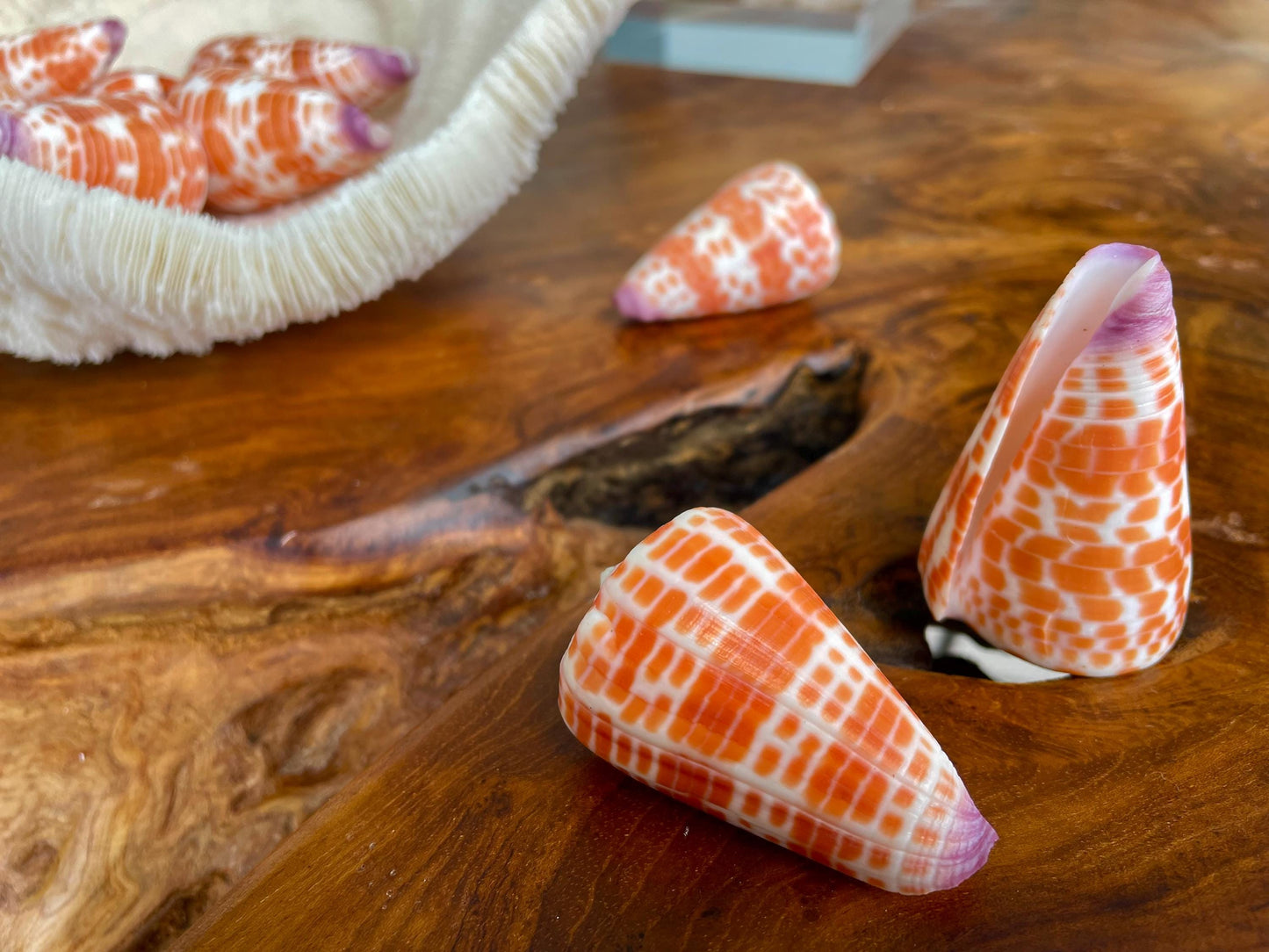 XL Purple Tip Tessellate Cone Seashell 2 - 2.25" Spotted Orange Conus Tessellatus Unique Pattern Display Coastal Ocean Home Décor