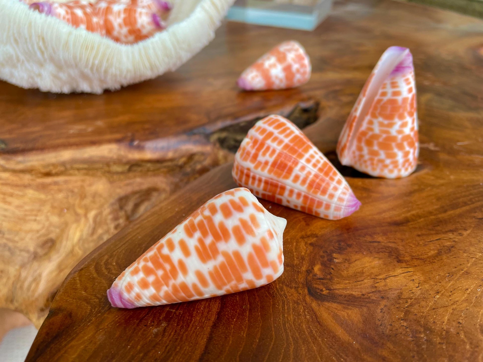 XL Purple Tip Tessellate Cone Seashell 2 - 2.25" Spotted Orange Conus Tessellatus Unique Pattern Display Coastal Ocean Home Décor