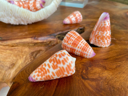 XL Purple Tip Tessellate Cone Seashell 2 - 2.25" Spotted Orange Conus Tessellatus Unique Pattern Display Coastal Ocean Home Décor