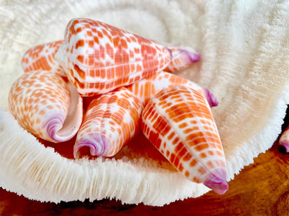 XL Purple Tip Tessellate Cone Seashell 2 - 2.25" Spotted Orange Conus Tessellatus Unique Pattern Display Coastal Ocean Home Décor