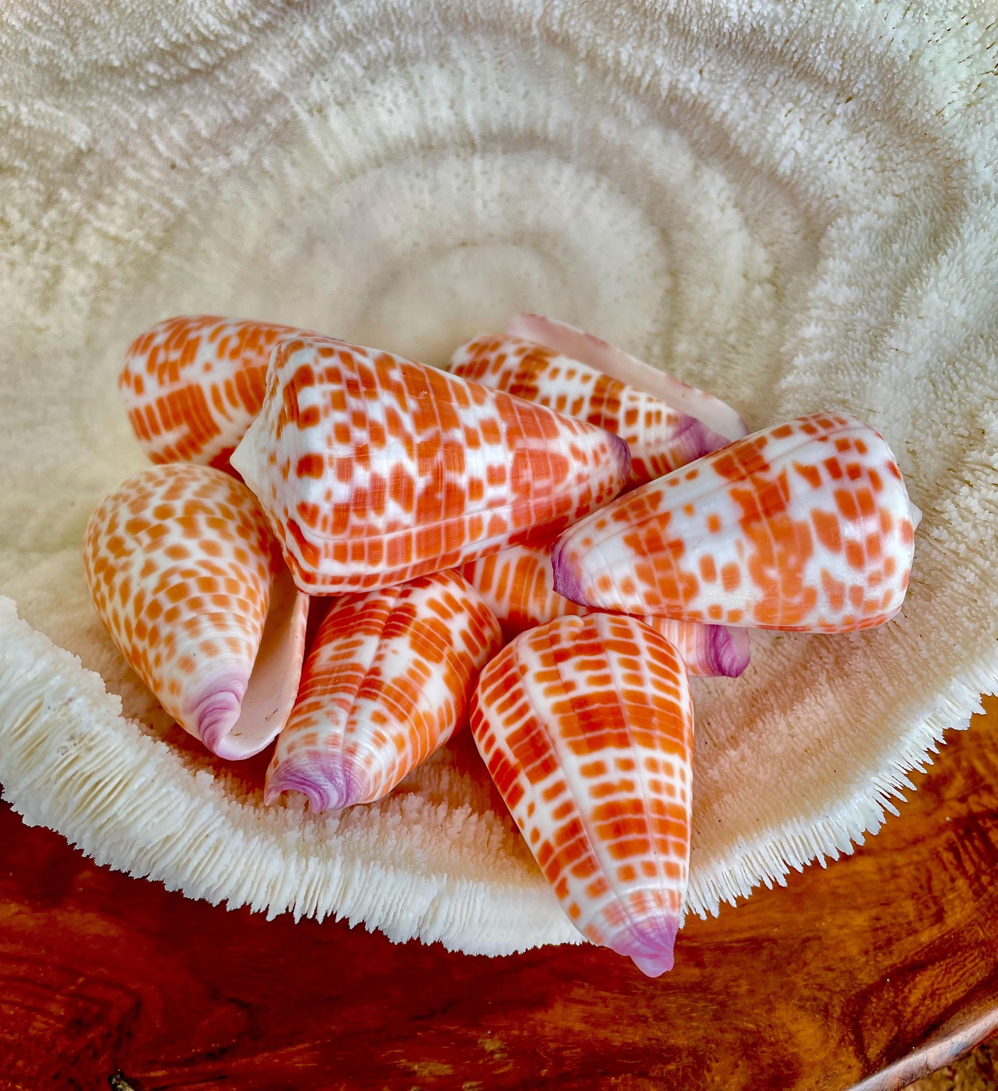 XL Purple Tip Tessellate Cone Seashell 2 - 2.25" Spotted Orange Conus Tessellatus Unique Pattern Display Coastal Ocean Home Décor