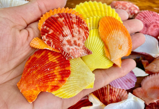 Pecten Nobilis Scallop Shells: 1.5-2" *Bulk 2.2 pds / 1 Kilo* Colorful Small Craft Seashells