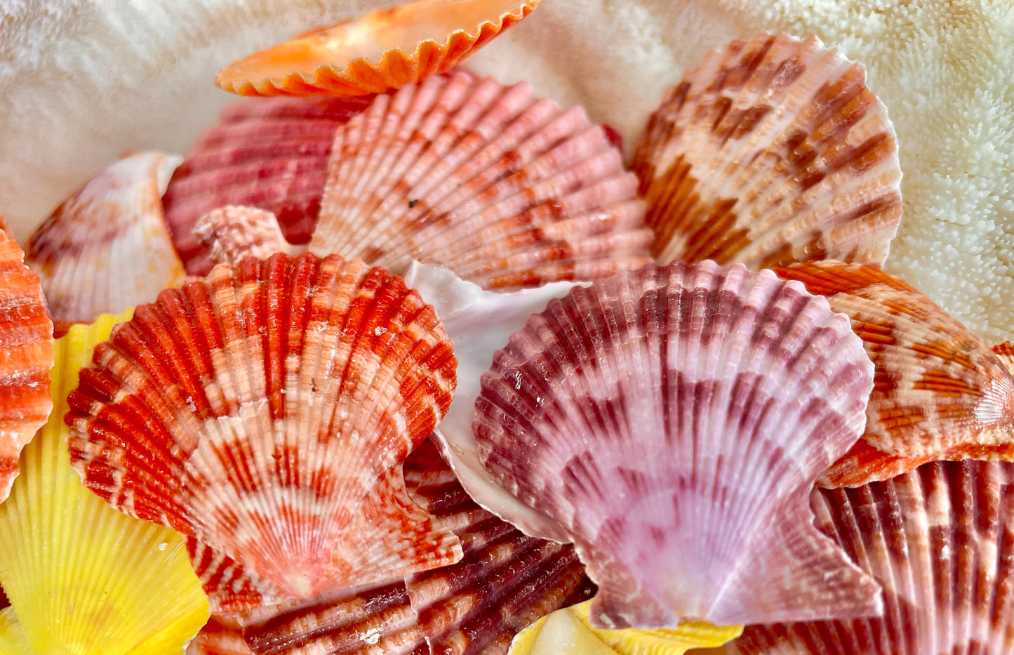 1.5-2" YOU PICK QUANTITY Premium Quality Hand Picked Colorful Pecten Nobilis Scallop Sea Shells Craft Coastal Beach Home Décor Seashells