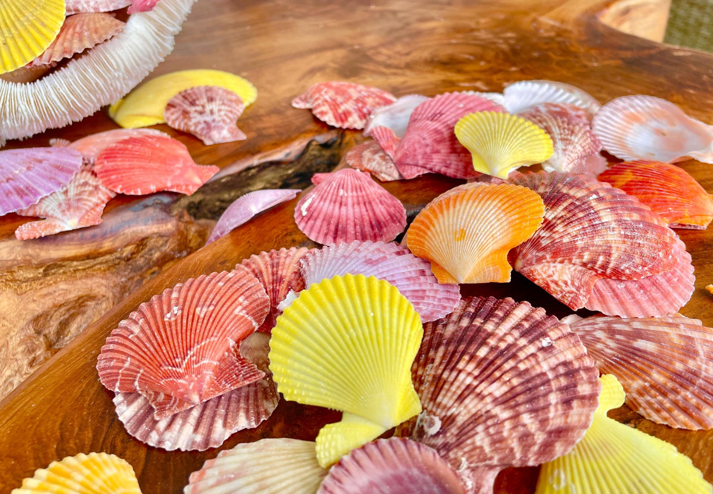 Pecten Nobilis Scallop Shells: 1.5-2" *Bulk 2.2 pds / 1 Kilo* Colorful Small Craft Seashells