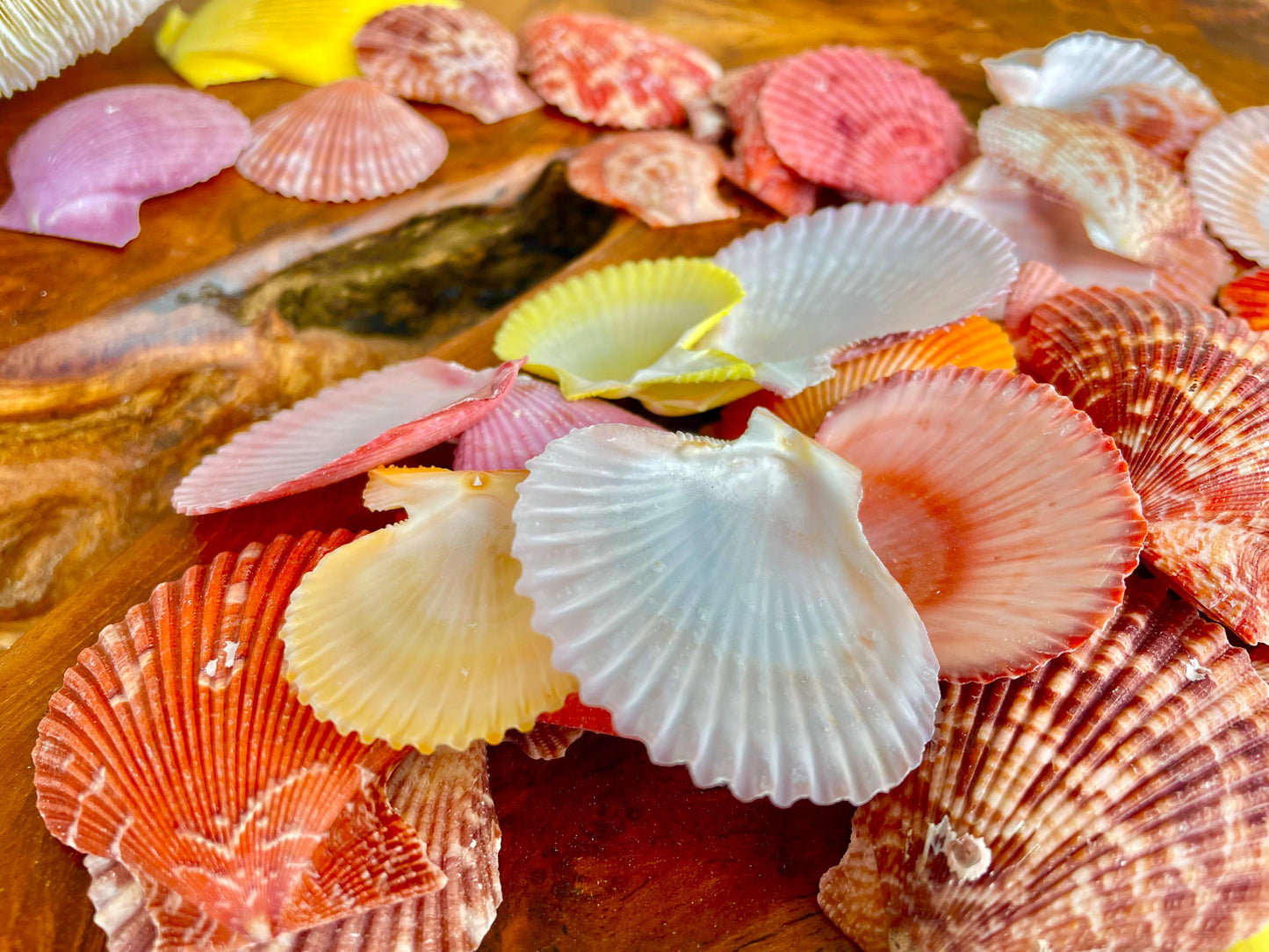 1.5-2" YOU PICK QUANTITY Premium Quality Hand Picked Colorful Pecten Nobilis Scallop Sea Shells Craft Coastal Beach Home Décor Seashells