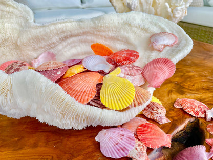 1.5-2" YOU PICK QUANTITY Premium Quality Hand Picked Colorful Pecten Nobilis Scallop Sea Shells Craft Coastal Beach Home Décor Seashells