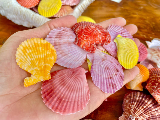 PECTEN NOBILIS SCALLOP Shells 1.5-2" *You Choose Quantity* Assorted Colors Small Craft Seashells