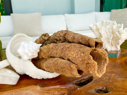 Stove Pipe Tube Sea Sponge Genuine 8-12" Beach Ocean Sea Coastal Home Décor Craft Brown Rope Candle Cylinder Organ Hole Tall Long