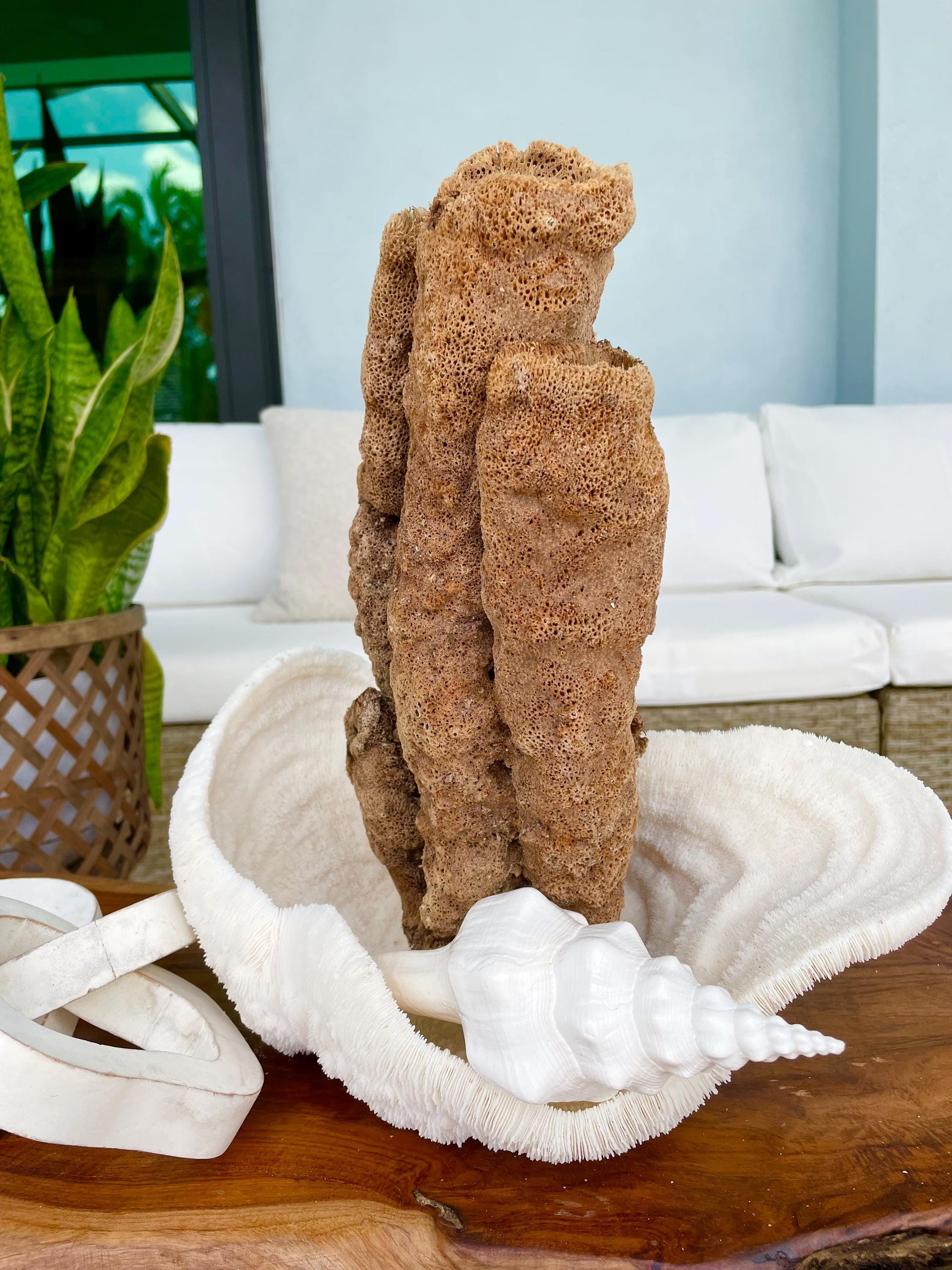 Stove Pipe Tube Sea Sponge Genuine 8-12" Beach Ocean Sea Coastal Home Décor Craft Brown Rope Candle Cylinder Organ Hole Tall Long