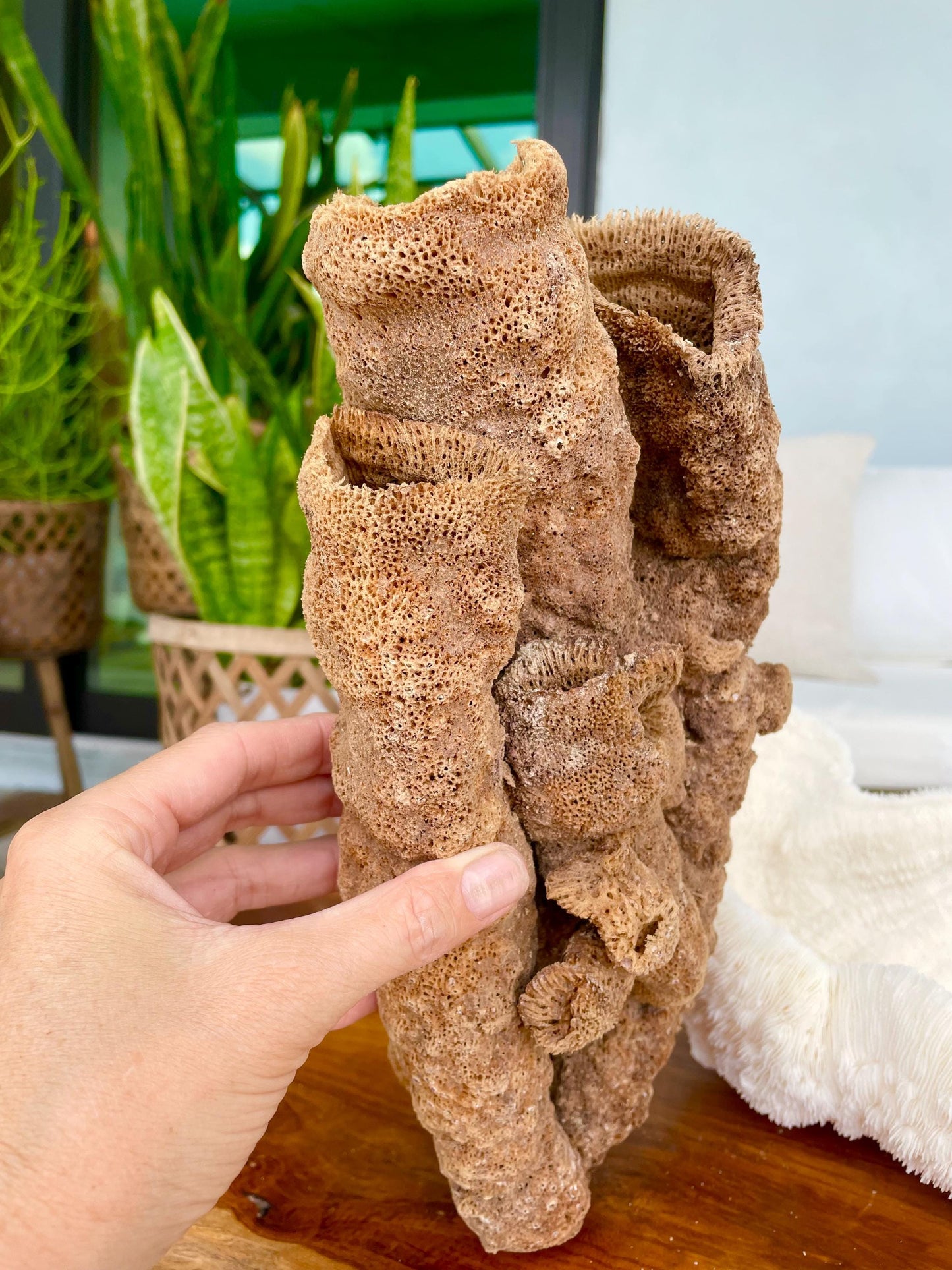 Stove Pipe Tube Sea Sponge Genuine 8-12" Beach Ocean Sea Coastal Home Décor Craft Brown Rope Candle Cylinder Organ Hole Tall Long