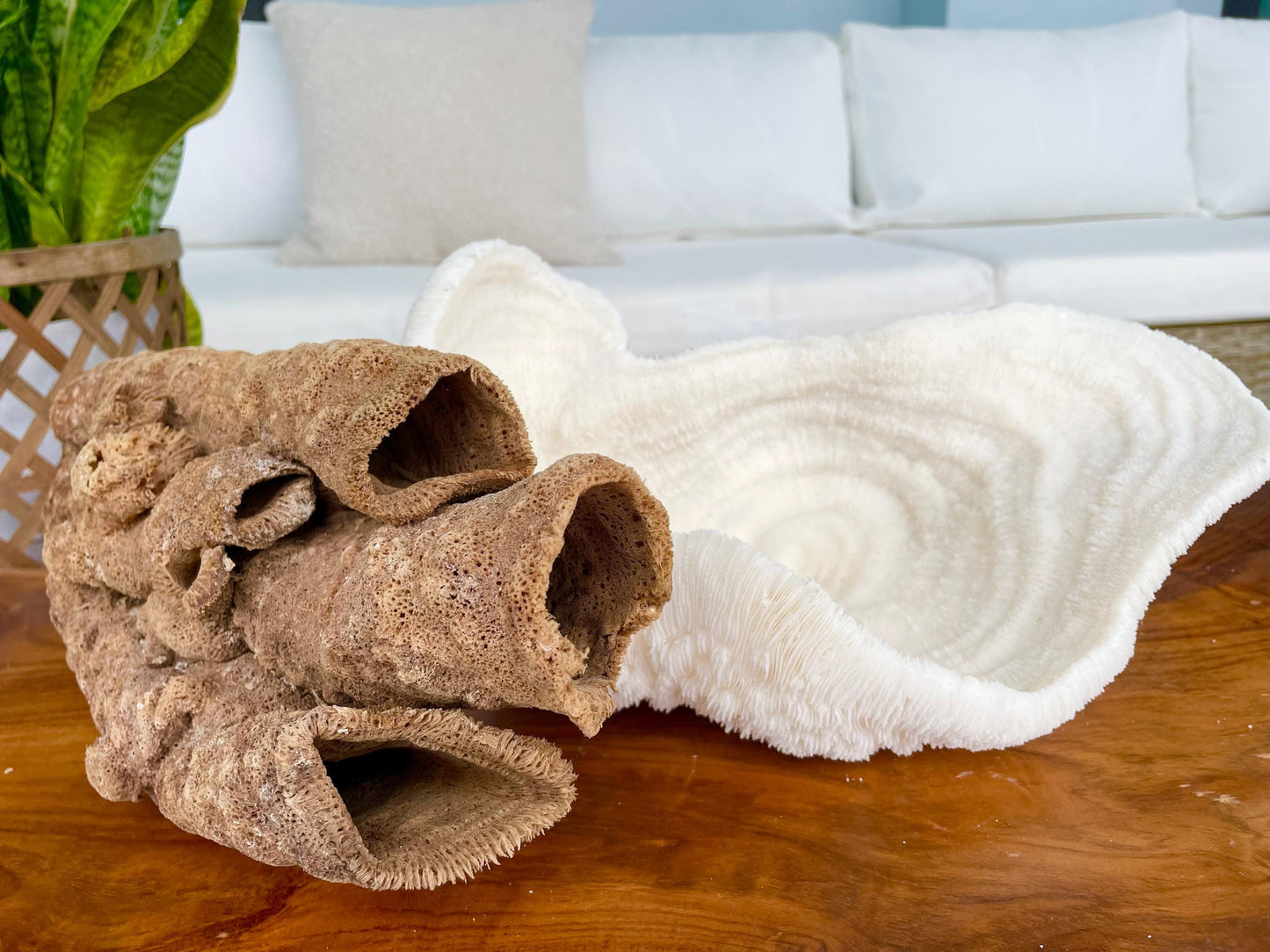 Stove Pipe Tube Sea Sponge Genuine 8-12" Beach Ocean Sea Coastal Home Décor Craft Brown Rope Candle Cylinder Organ Hole Tall Long