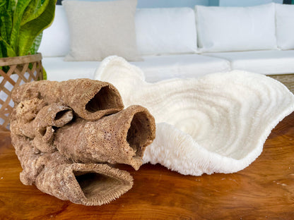 Stove Pipe Tube Sea Sponge Genuine 8-12" Beach Ocean Sea Coastal Home Décor Craft Brown Rope Candle Cylinder Organ Hole Tall Long