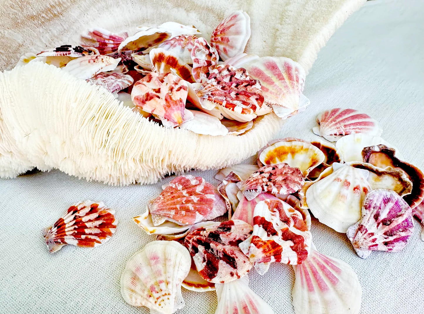PECTEN AMICULUM SCALLOPS Shells *You Choose Quantity* 1.5"-1.75" Natural Colorful Small Fan Shaped Craft Seashell Coastal Beach Home Décor