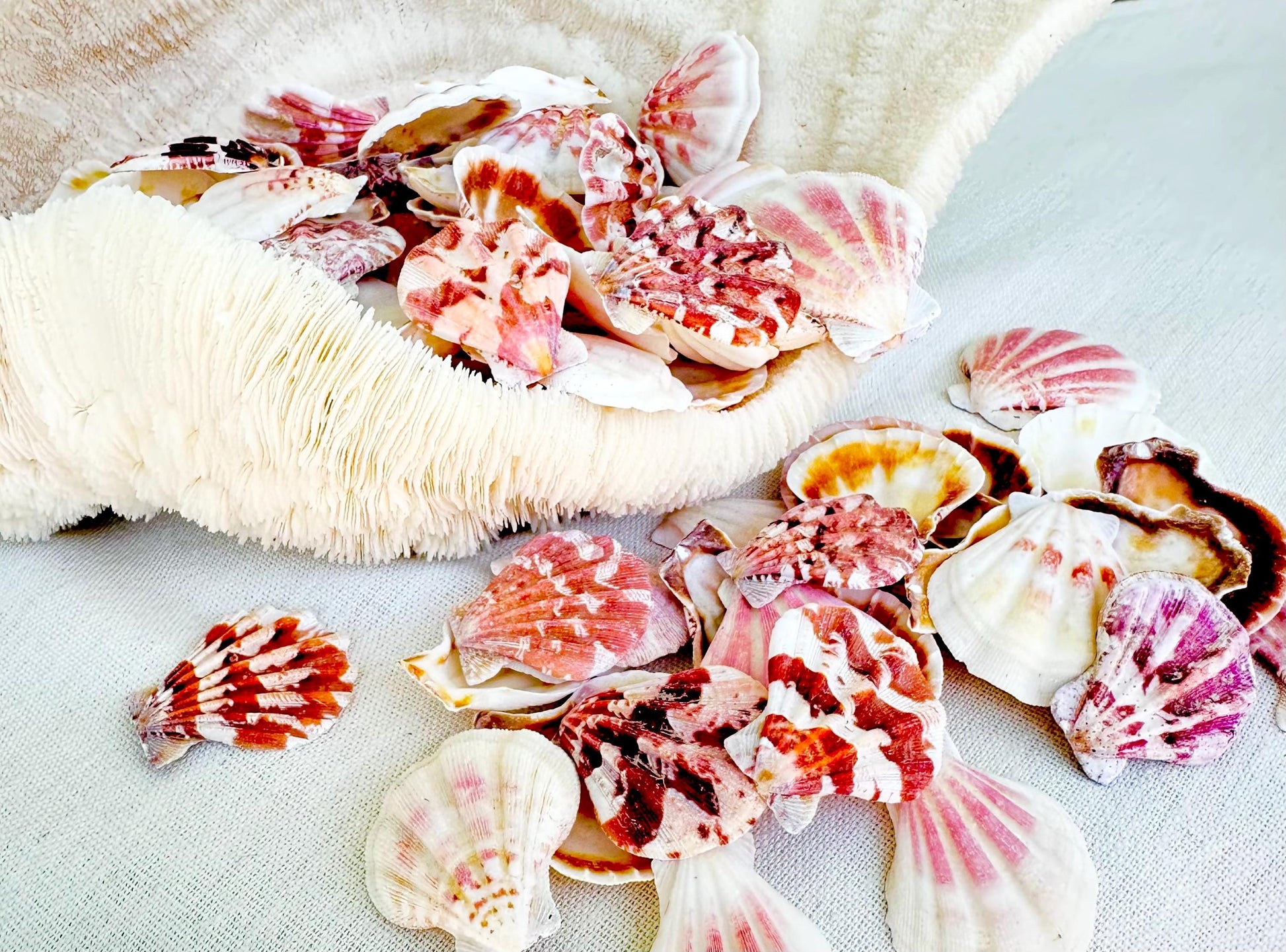 PECTEN AMICULUM SCALLOPS Shells *You Choose Quantity* 1.5"-1.75" Natural Colorful Small Fan Shaped Craft Seashell Coastal Beach Home Décor