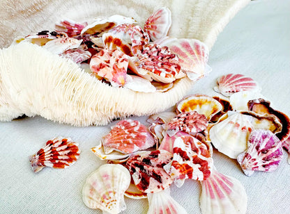 PECTEN AMICULUM SCALLOPS Shells 1.5"-1.75" *You Choose Quantity* Colorful Crafts Seashells