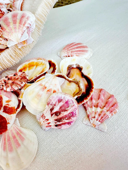 PECTEN AMICULUM SCALLOPS Shells *You Choose Quantity* 1.5"-1.75" Natural Colorful Small Fan Shaped Craft Seashell Coastal Beach Home Décor