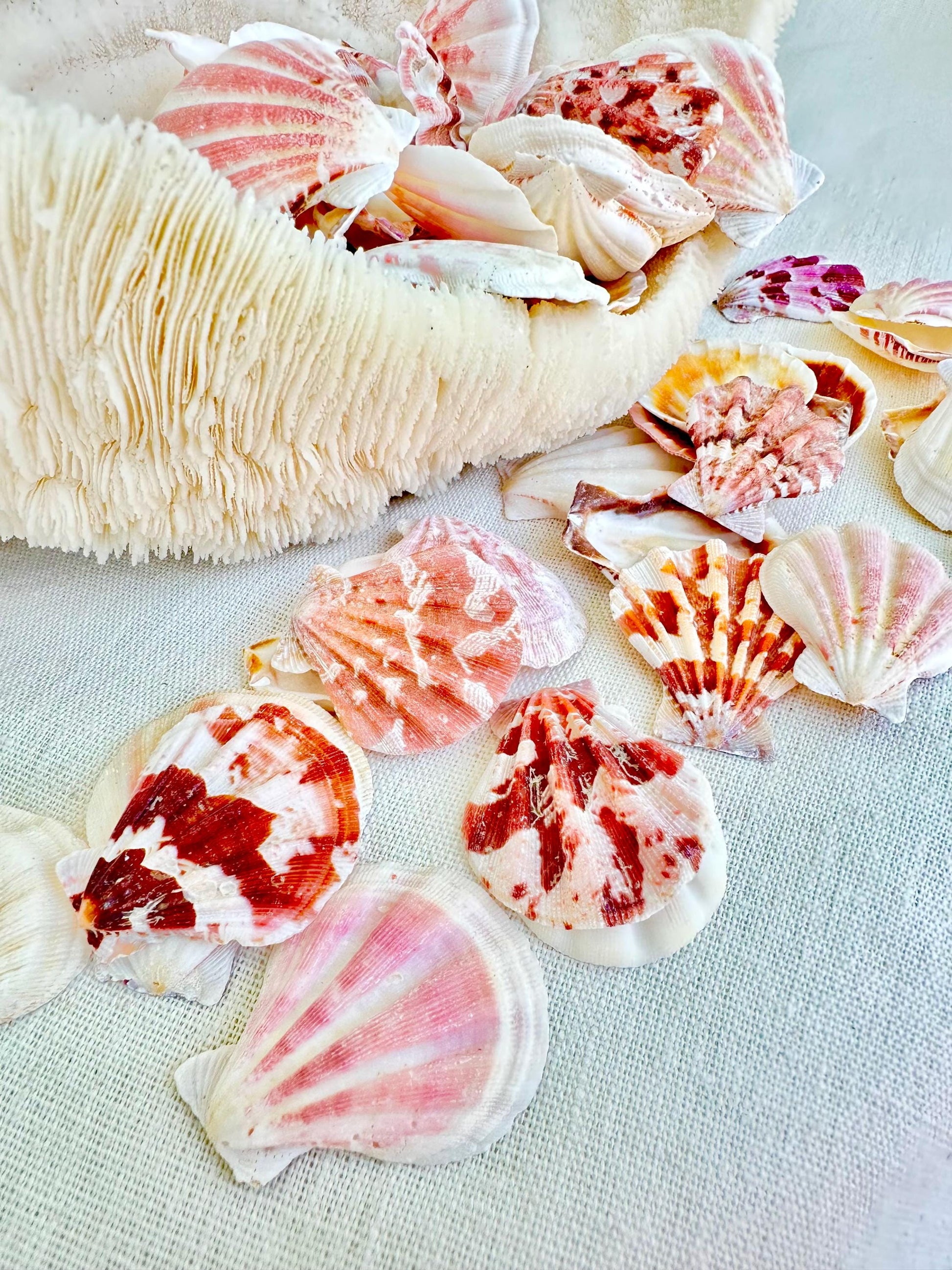 PECTEN AMICULUM SCALLOPS Shells *You Choose Quantity* 1.5"-1.75" Natural Colorful Small Fan Shaped Craft Seashell Coastal Beach Home Décor