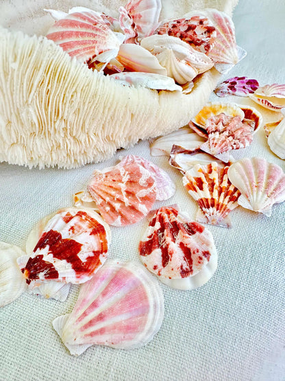 PECTEN AMICULUM SCALLOPS Shells *You Choose Quantity* 1.5"-1.75" Natural Colorful Small Fan Shaped Craft Seashell Coastal Beach Home Décor