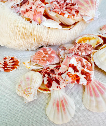 PECTEN AMICULUM SCALLOPS Shells *You Choose Quantity* 1.5"-1.75" Natural Colorful Small Fan Shaped Craft Seashell Coastal Beach Home Décor