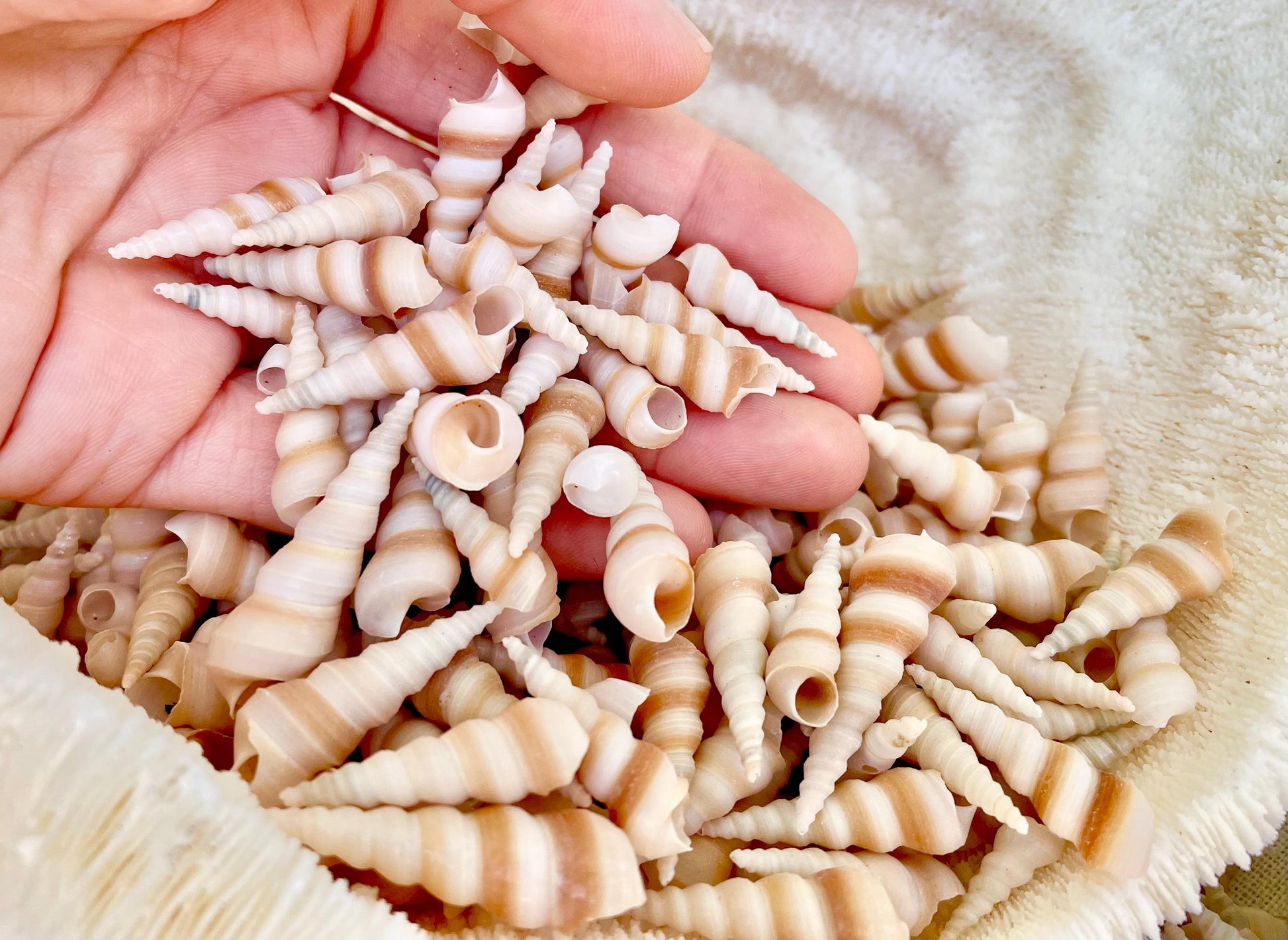 TINY TURRITELLA SHELLS Unicorn Horn* You Choose Quantity* .75-1.25" Natural Craft Seashells Purple Beige White Auger Mini Screw Coastal