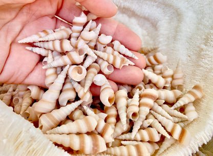 TINY TURRITELLA SHELLS Unicorn Horn .75-1.25" *You Choose Quantity* Craft Seashells Purple Beige