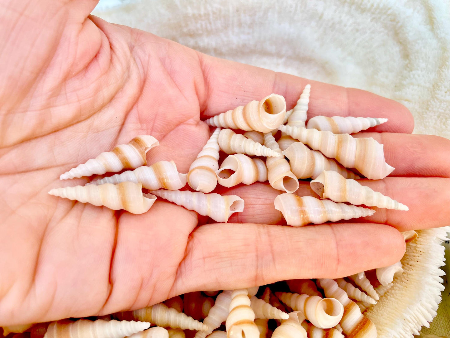 TINY TURRITELLA SHELLS Unicorn Horn* You Choose Quantity* .75-1.25" Natural Craft Seashells Purple Beige White Auger Mini Screw Coastal