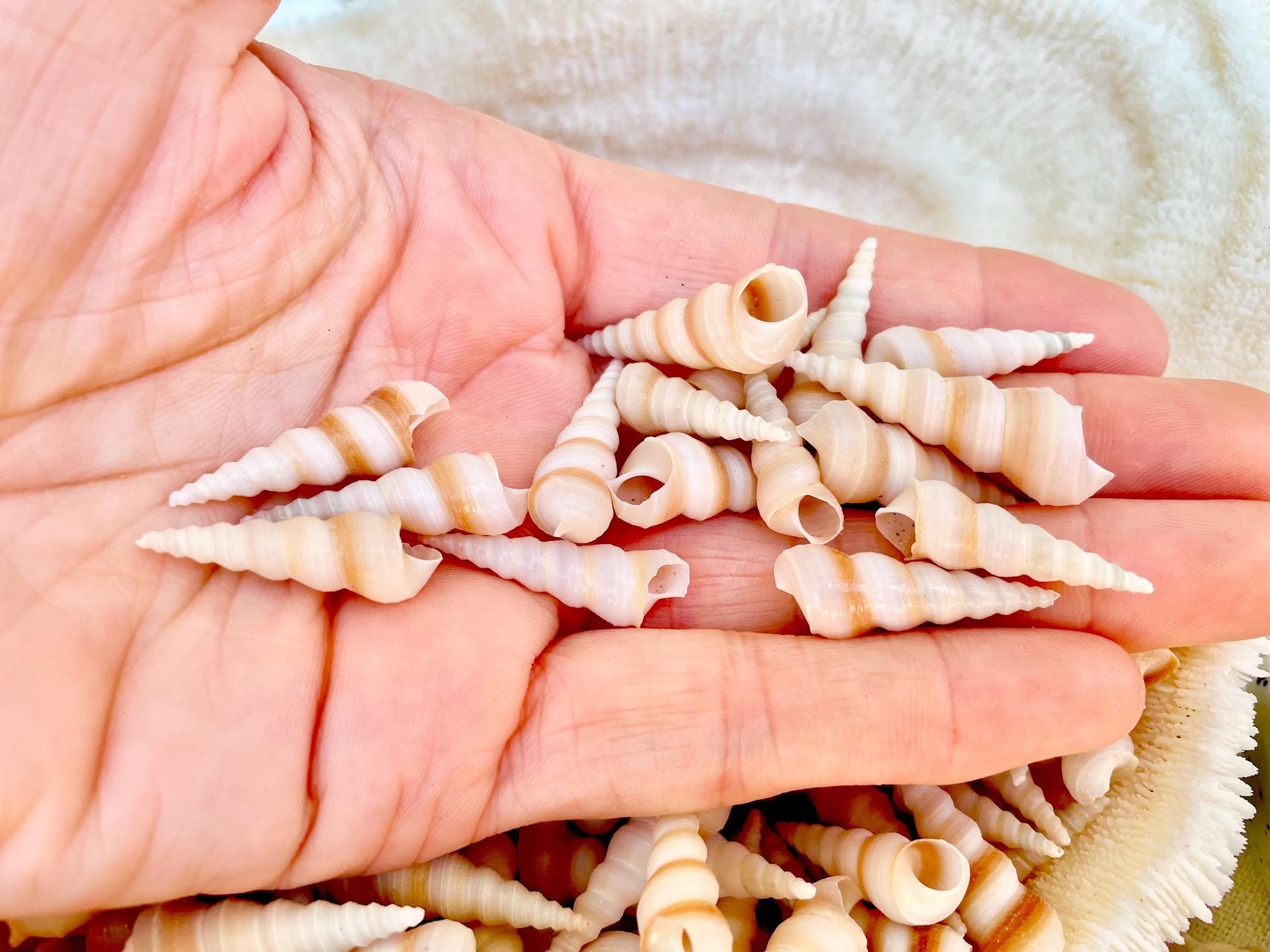 TINY TURRITELLA SHELLS Unicorn Horn* You Choose Quantity* .75-1.25" Natural Craft Seashells Purple Beige White Auger Mini Screw Coastal