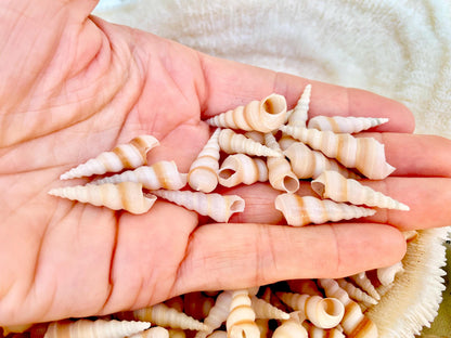 TINY TURRITELLA SHELLS Unicorn Horn .75-1.25" *You Choose Quantity* Craft Seashells Purple Beige
