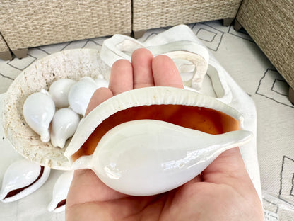 Pick Size-Big WHITE Cowrie Shell Egg Cowry Ovula Display Shell Seashell Home Beach Nautical Coastal Crafts Art Décor