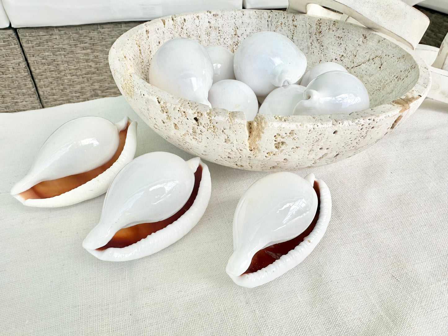 WHITE EGG COWRIE Shells *All Sizes* Craft Seashell Coastal Beach Home Décor