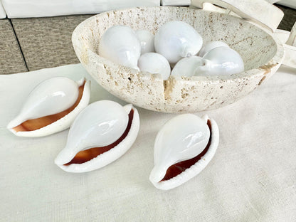 WHITE EGG COWRIE Shells *All Sizes* Ovula Display Craft Seashell Coastal Beach Home Décor