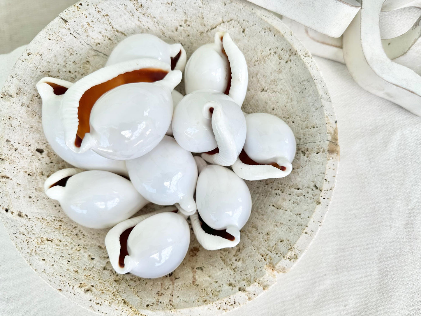 Pick Size-Big WHITE Cowrie Shell Egg Cowry Ovula Display Shell Seashell Home Beach Nautical Coastal Crafts Art Décor