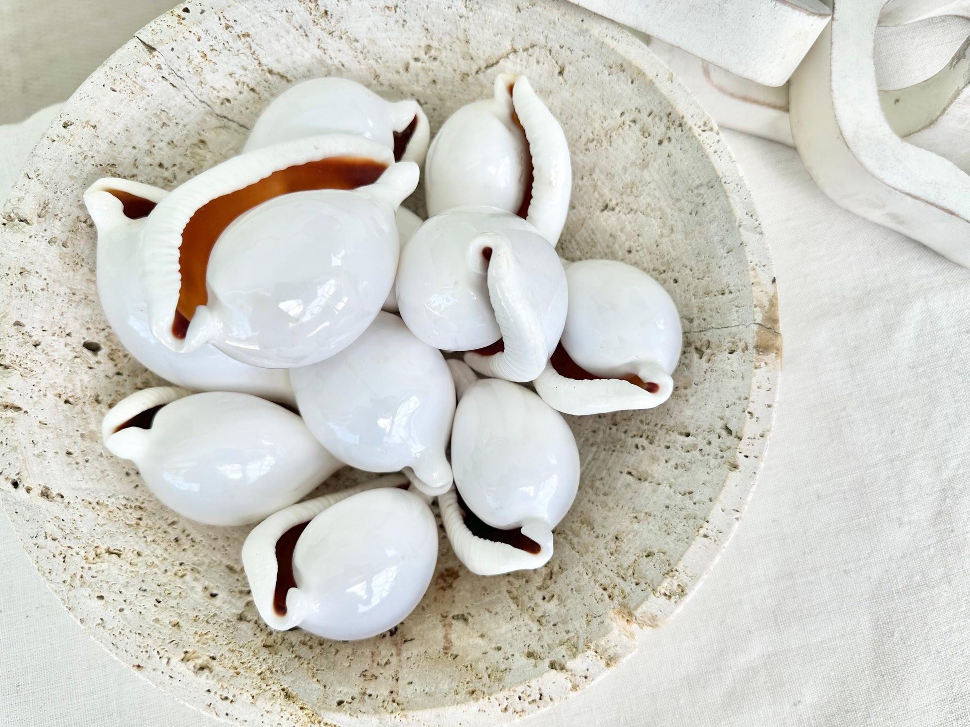 Pick Size-Big WHITE Cowrie Shell Egg Cowry Ovula Display Shell Seashell Home Beach Nautical Coastal Crafts Art Décor
