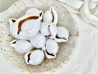 Pick Size-Big WHITE Cowrie Shell Egg Cowry Ovula Display Shell Seashell Home Beach Nautical Coastal Crafts Art Décor