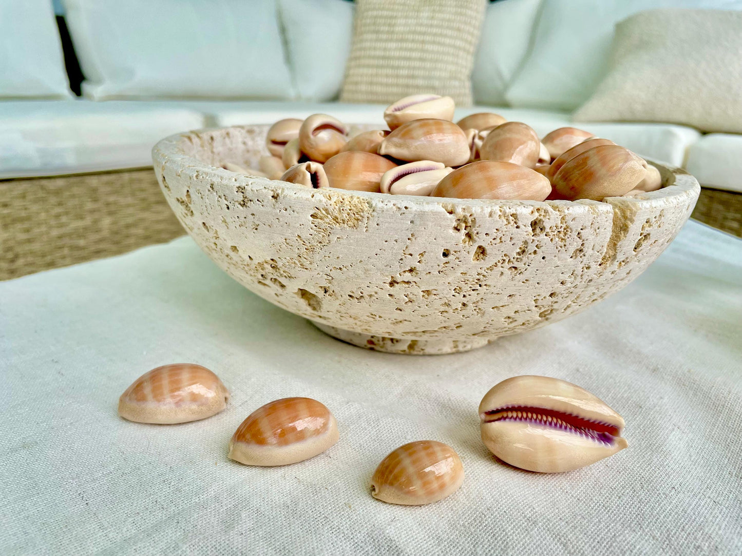 All Types COWRIE Cowry Shells Polished Shiny Spotted Lines 3/4" to 2" Seashells Crafts Jewelry Erosa Lynx Carneola Caurica Tan Beige Brown